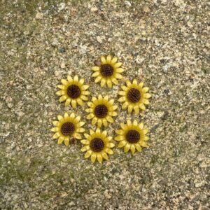 Slunečnicové magnetky 3ks